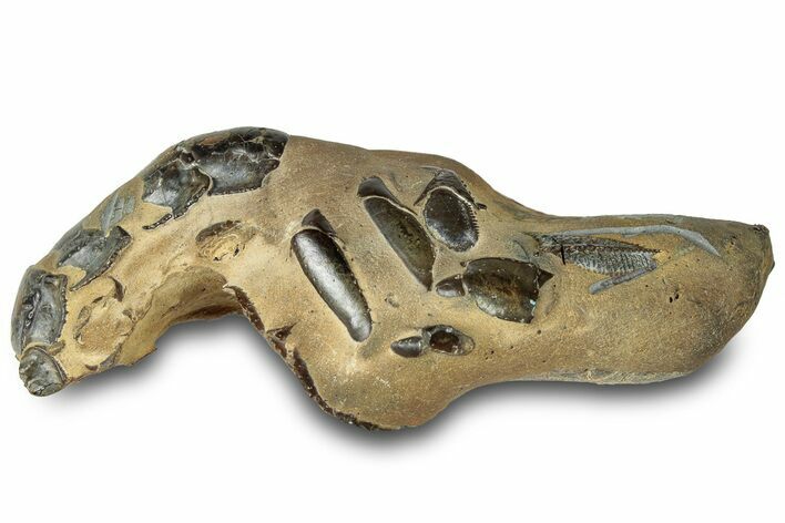 Fossil Mud Lobster (Thalassina) - Gunn Point, Australia #307795